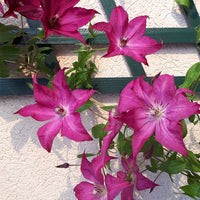 Waldrebe ‘Nancy’ (Jour de la Terre®) - Clematis integrifolia nancy jour de la terre®clemi - Bakker