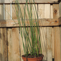 Japanischer Schachtelhalm - Equisetum japonicum - Bakker