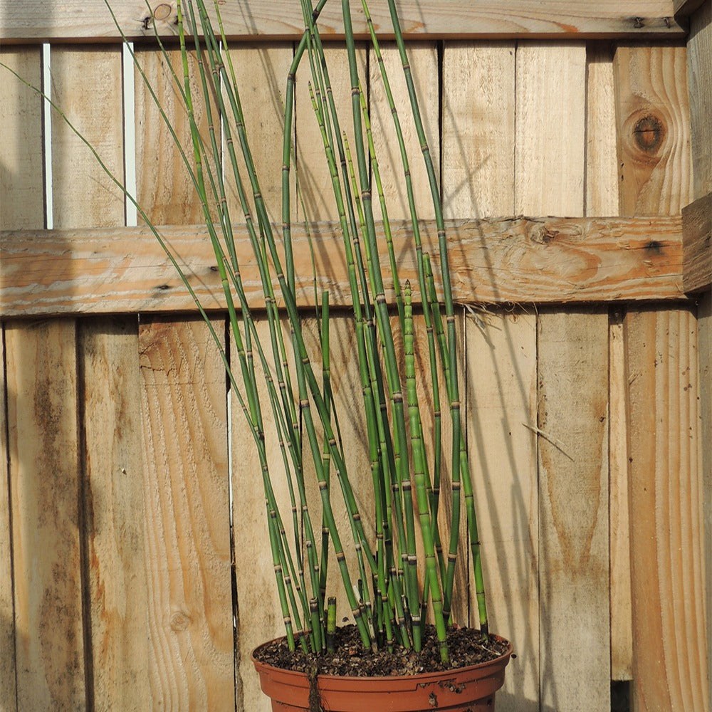 Japanischer Schachtelhalm - Equisetum japonicum - Bakker