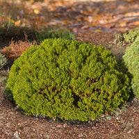 Hebe Emerald Green - Strauch-Ehrenpreis ‘Emerald Green’ - Balkonblumen