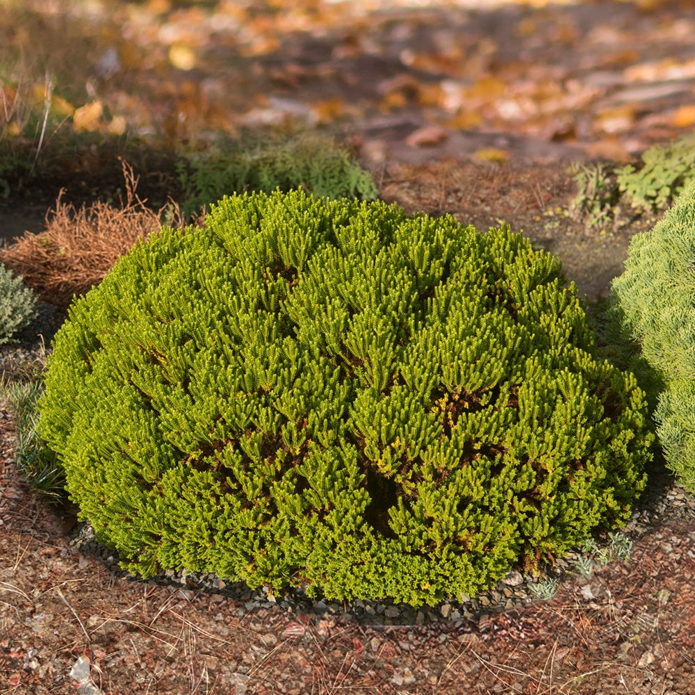 Hebe Emerald Green - Strauch-Ehrenpreis ‘Emerald Green’ - Balkonblumen