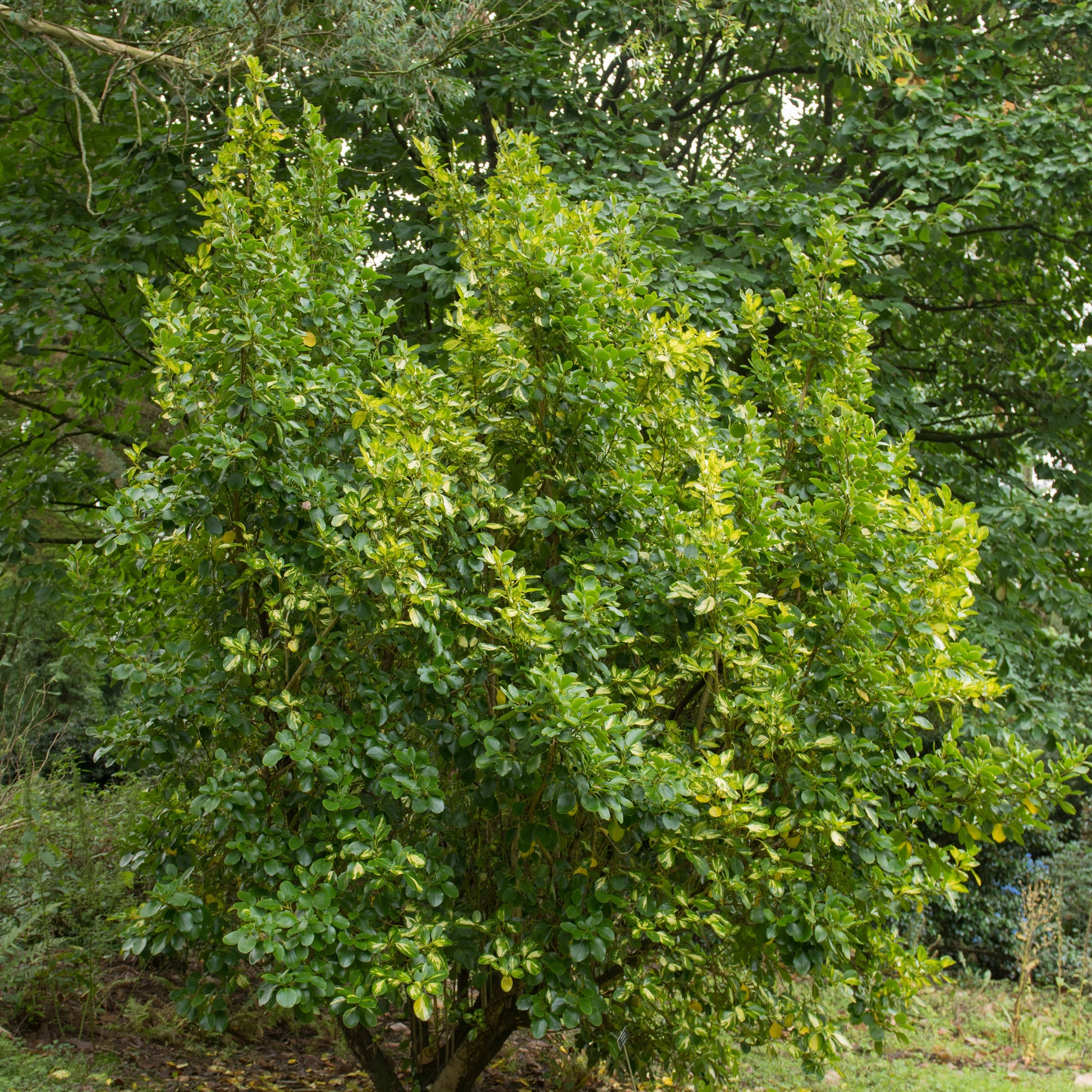 Küsten-Griselinie ‘Variegata’ - Griselinia littoralis variegata - Bakker