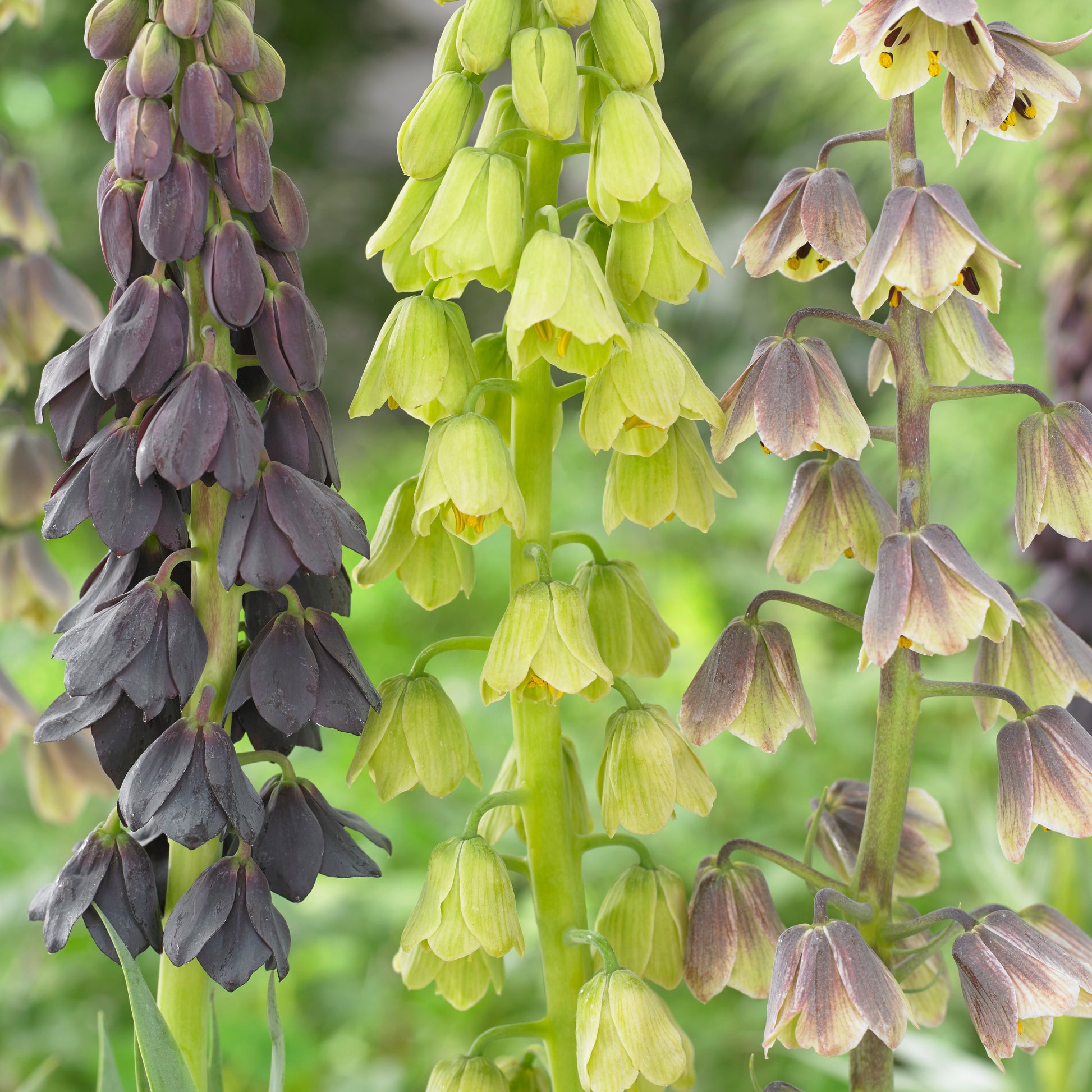 Persische Schachblume - Bakker