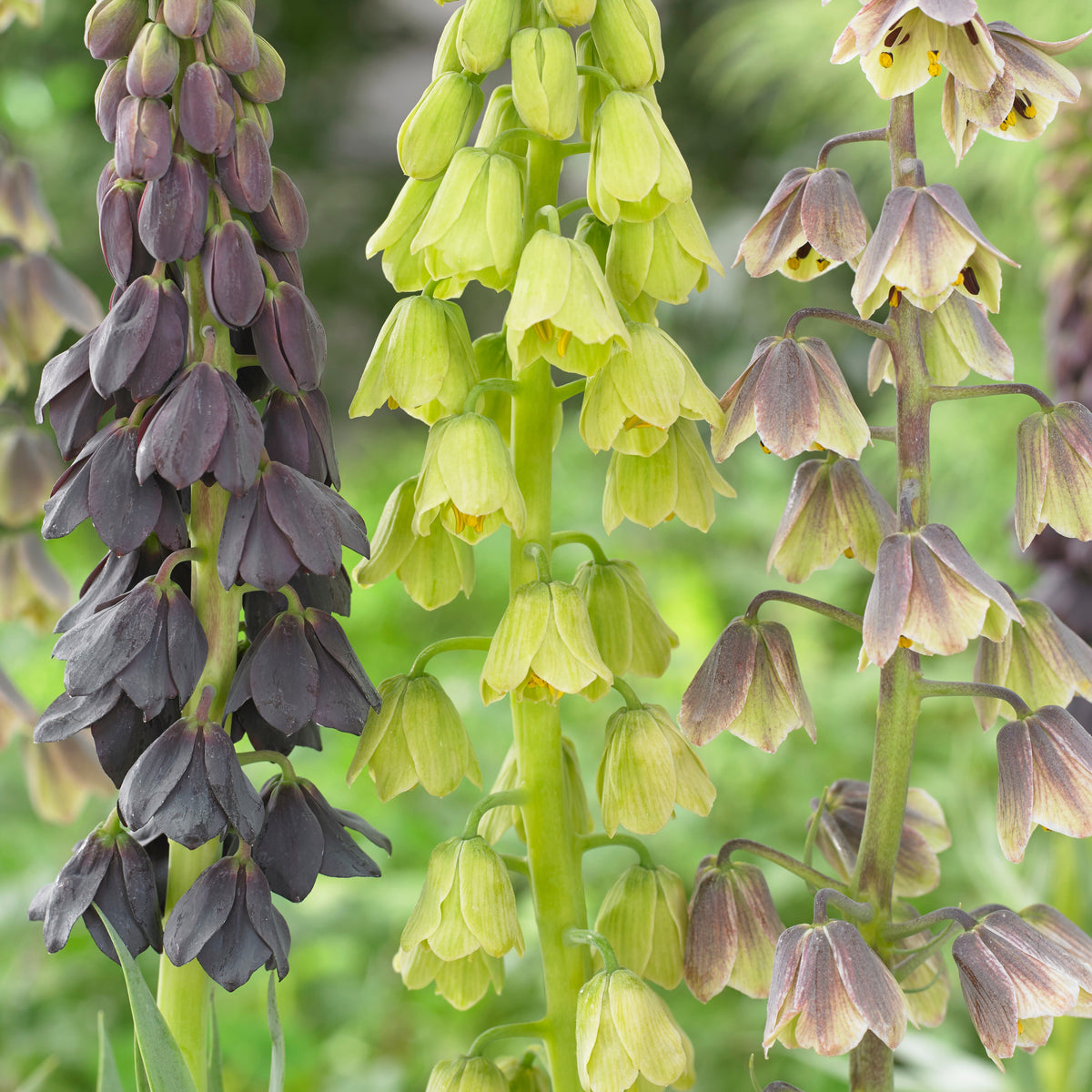 Persische Schachblume - Bakker