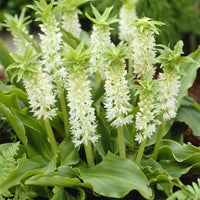 Gewellte Schopflilie (x3) - Bakker