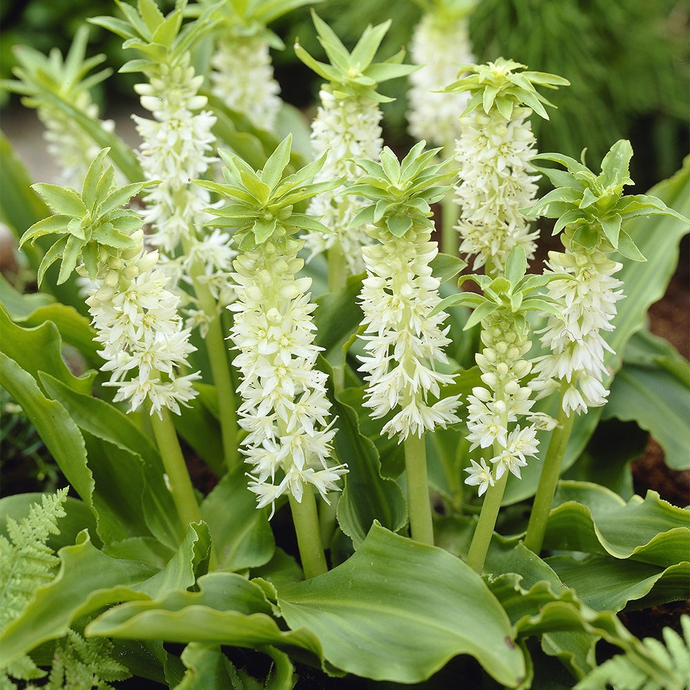 Gewellte Schopflilie (x3) - Bakker