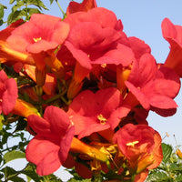Verkauf Trompetenblume Madame Galen - Campsis radicans x tagliabuana Madame Galen