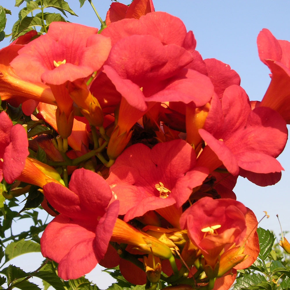 Verkauf Trompetenblume Madame Galen - Campsis radicans x tagliabuana Madame Galen