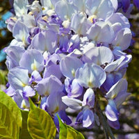 Glyzinien - Chinesischer Blauregen 'Caroline' - Wisteria sinensis 'caroline'