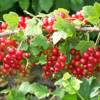 Rote Johannisbeere ‘Jonkheer van Tets’ - Ribus rubrum Jonkheer Van Tets - Bakker