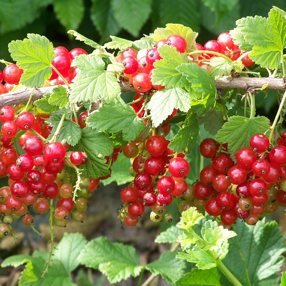 Rote Johannisbeere ‘Jonkheer van Tets’ - Ribus rubrum Jonkheer Van Tets - Bakker