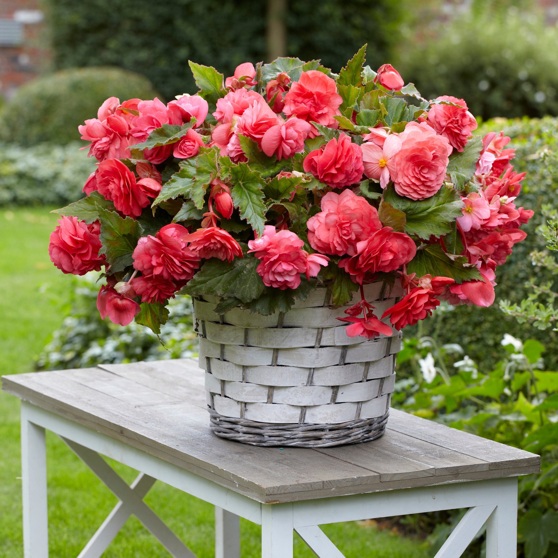 Hänge-Begonie duftend ‘Pink Delight’ (x5) - Begonia odorata pink delight - Bakker