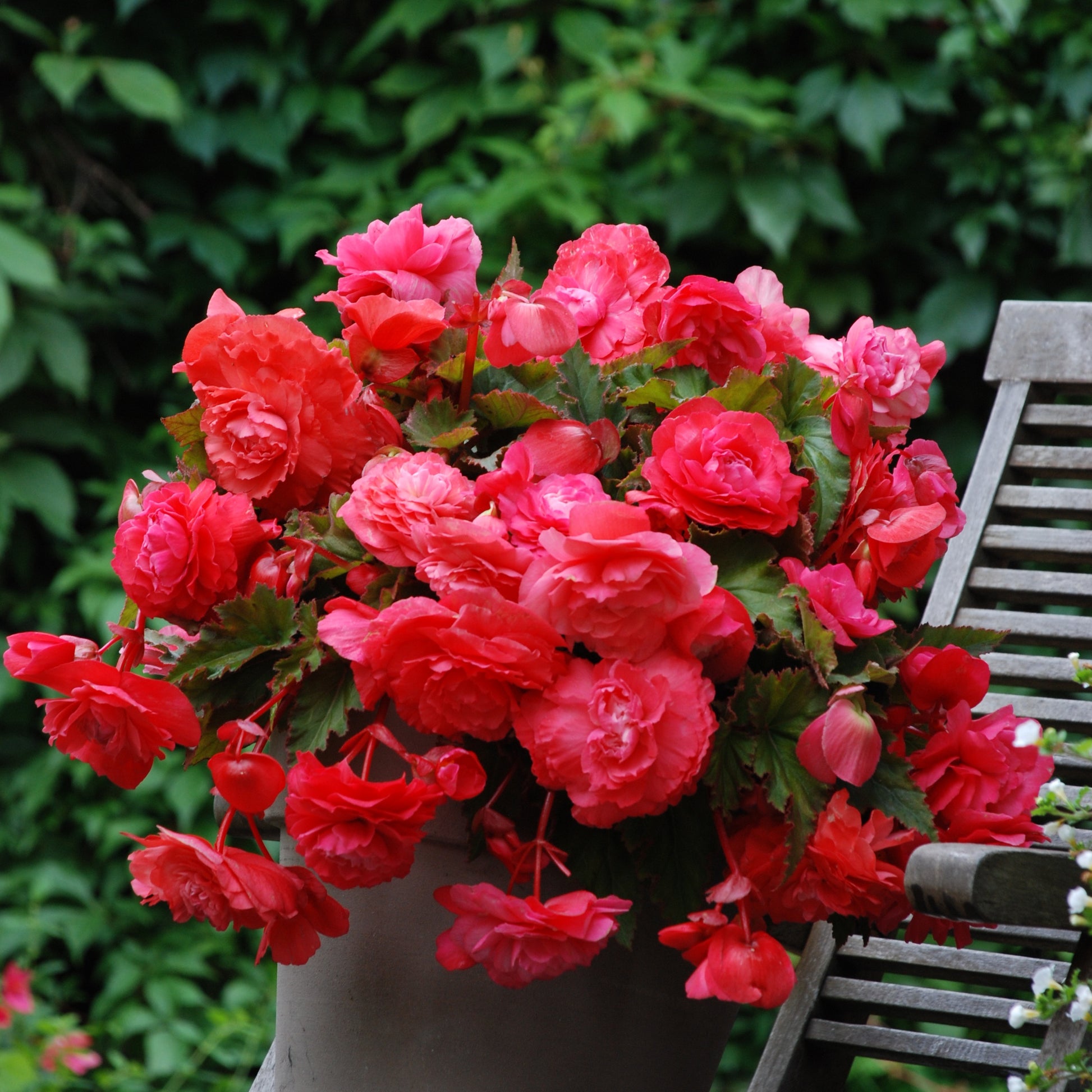 Hänge-Begonie duftend ‘Pink Delight’ (x5) - Bakker