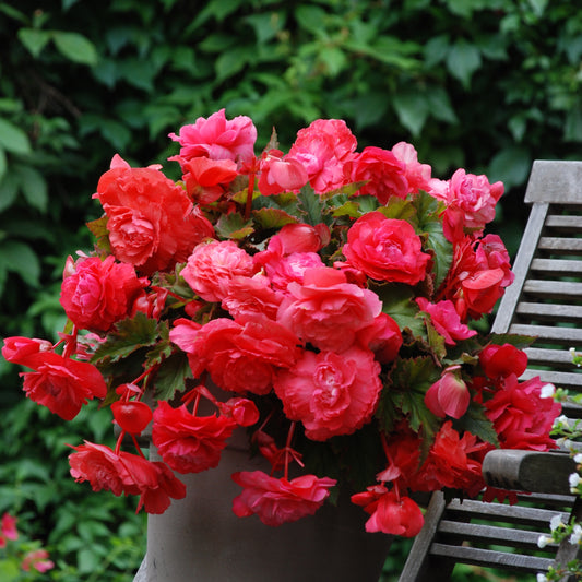 Hänge-Begonie duftend ‘Pink Delight’ (x5) - Bakker