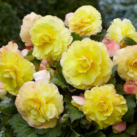 Gelbe Doppelbegonien (x5) - Begonia superba - Bakker