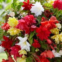 Hänge-Begonien einfach Mischung - Begonia pendula - Bakker