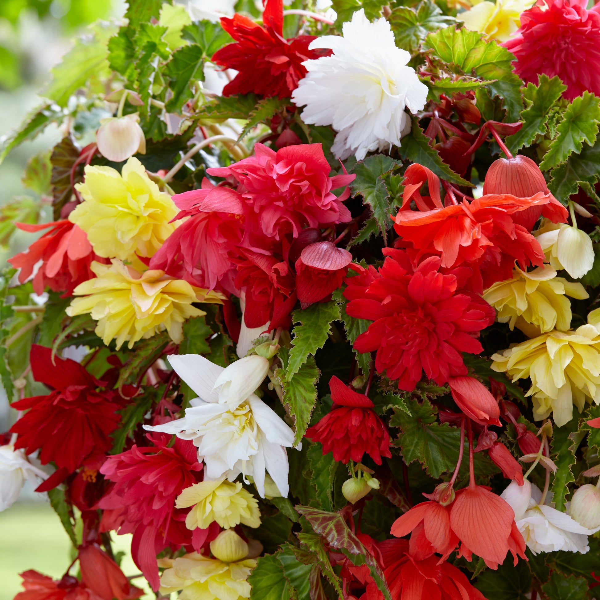 Hänge-Begonien einfach Mischung - Begonia pendula - Bakker