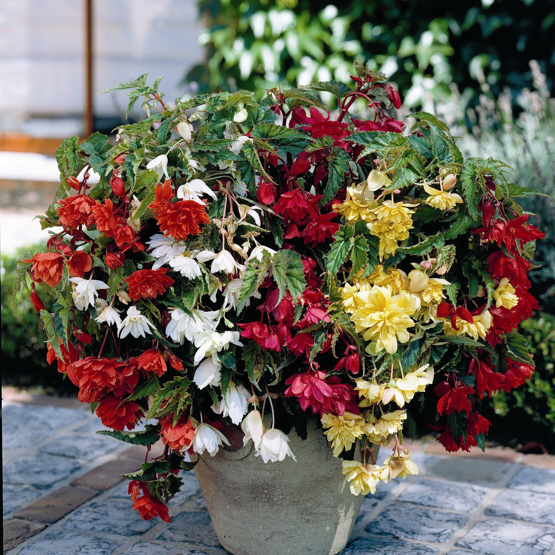 Begonia pendula - Hänge-Begonien einfach Mischung - Begonien-Zwiebeln