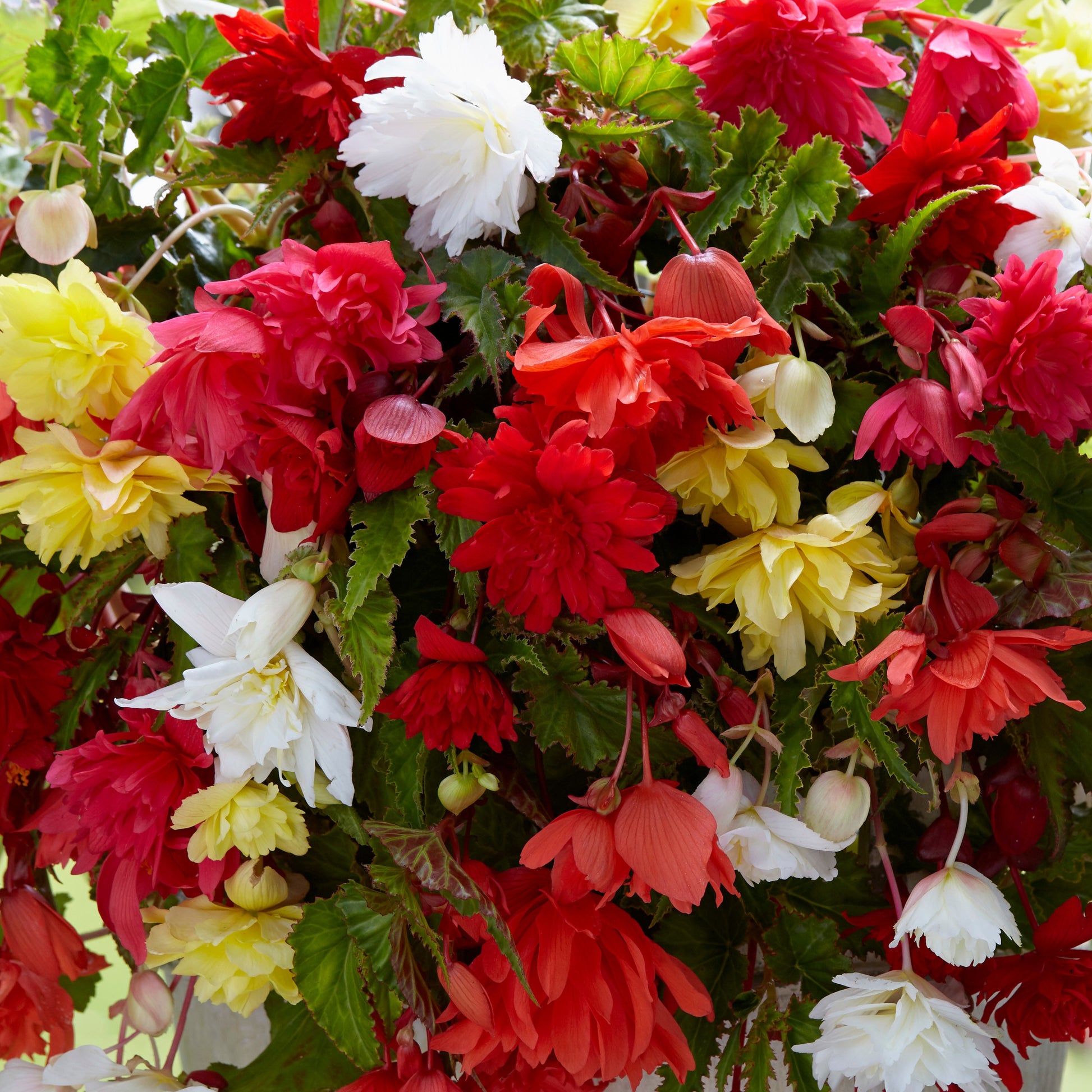 Begonien-Zwiebeln - Hänge-Begonien einfach Mischung - Begonia pendula