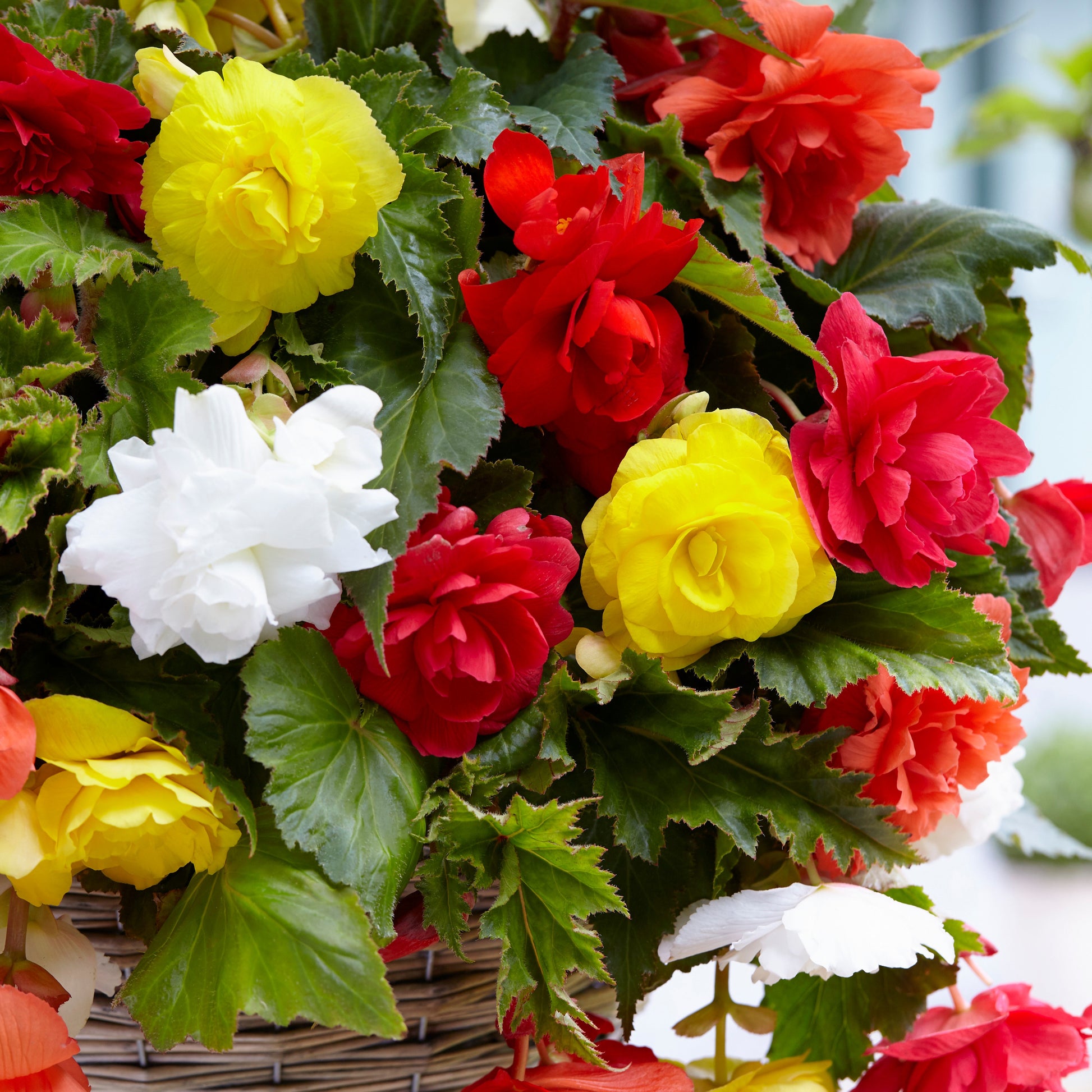 Großblumige, hängende Begonien Mischung - Begonia - Bakker