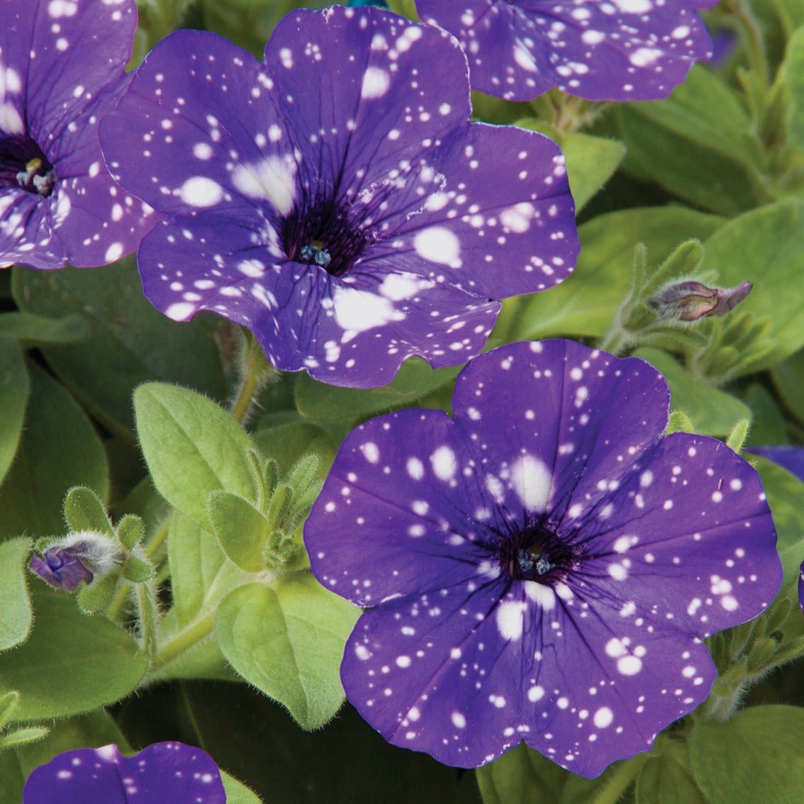 Petunien und Calibrachoa - Petunien 'Night Sky' (x3) - Petunia Nightsky