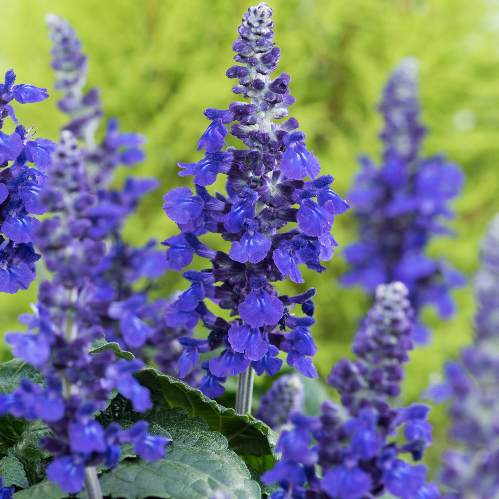 Salvia mysty - Salbei ‘Mysty’ (x3) - Salbei