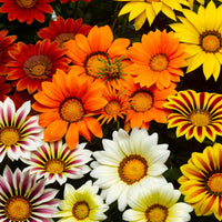Gazanie Mischung (x3) - Gazania splendens - Bakker
