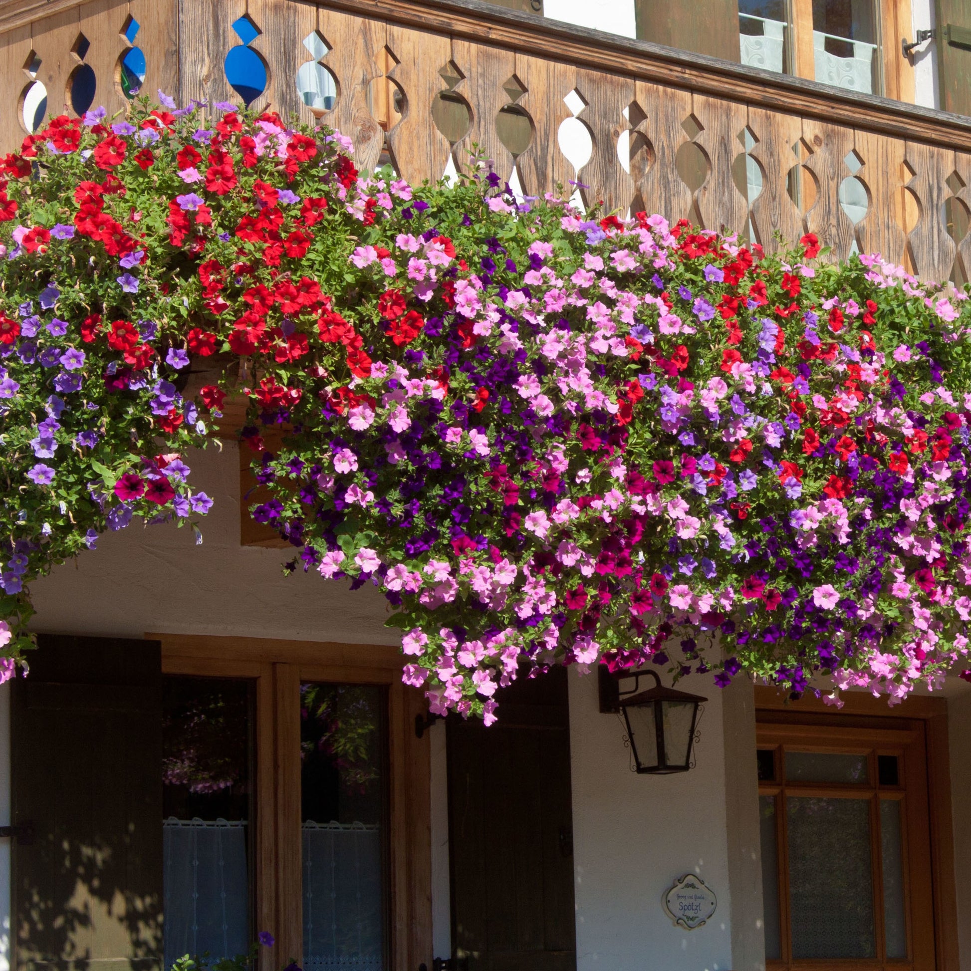 Petunien Mischung 'Alpetunia' (x3) - Petunia Alpe tunia® mix - Bakker