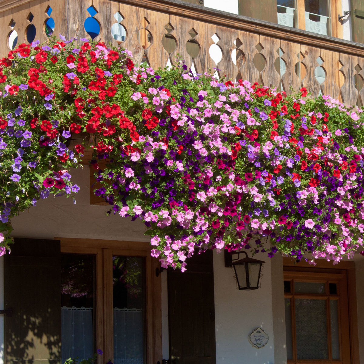 Petunien Mischung 'Alpetunia' (x3) - Petunia Alpe tunia® mix - Bakker