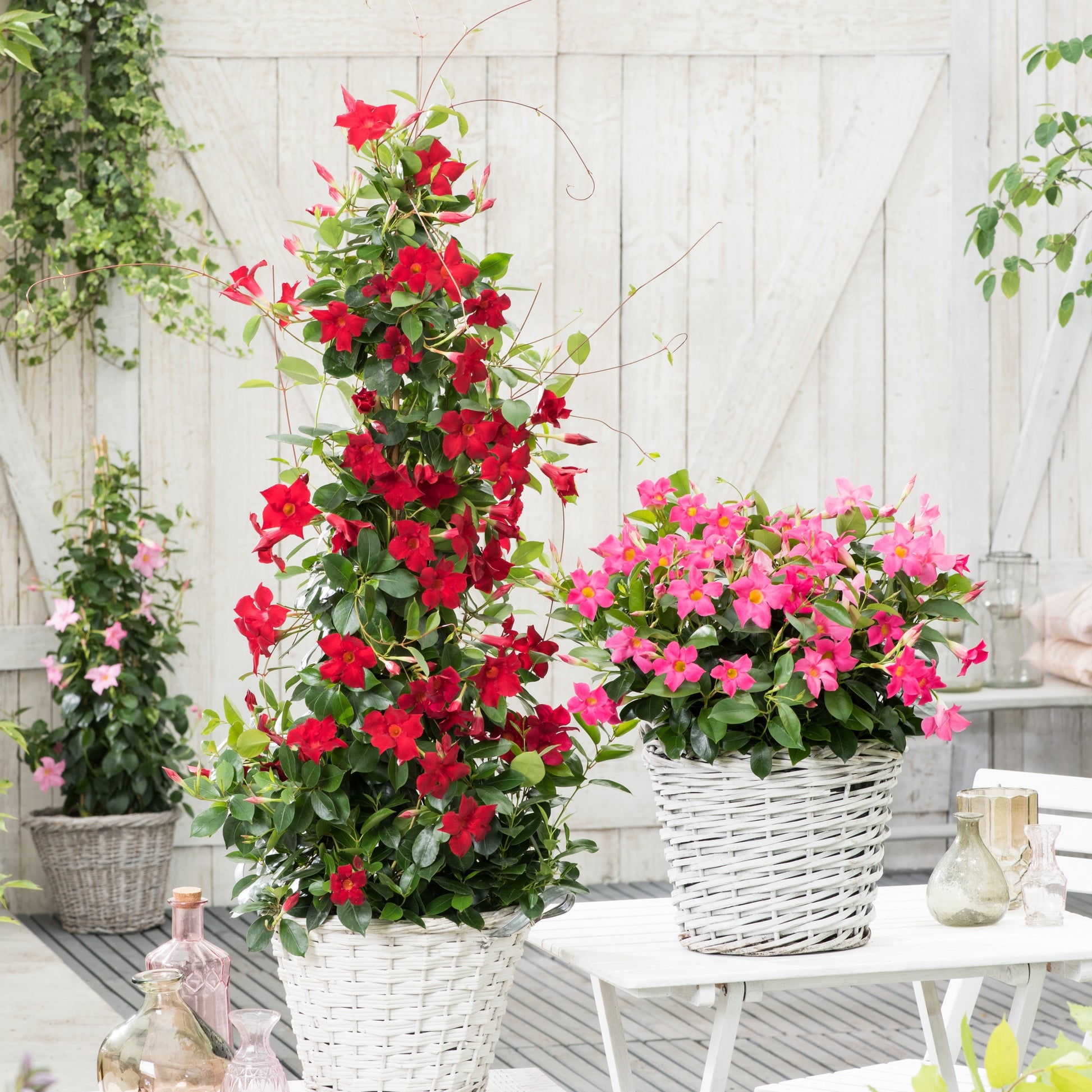 Dipladenia rot - Bakker