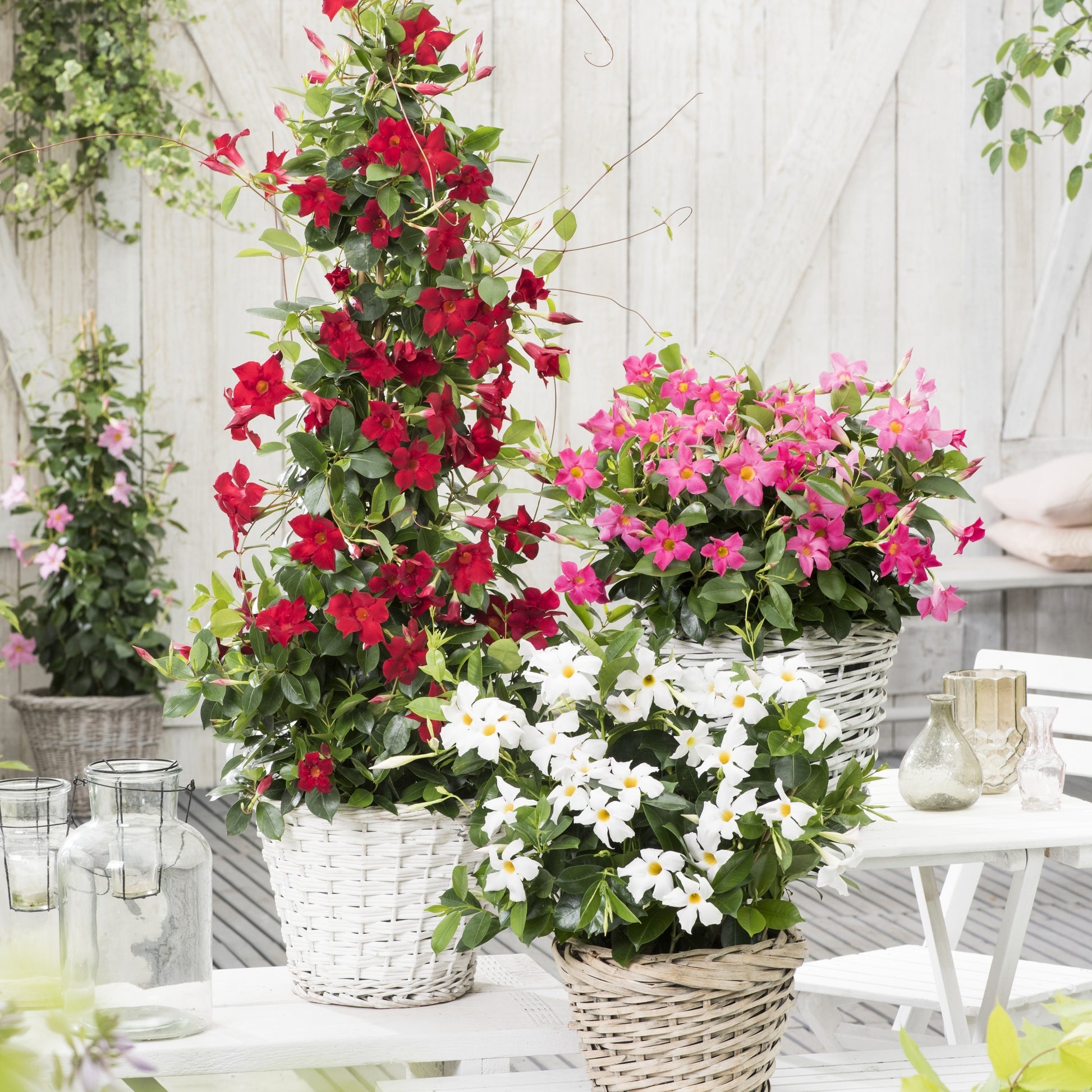 Dipladenia rot - Dipladenia - Mandevilla - Bakker