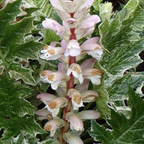 Bärenklau ‘White Water’ - Bakker