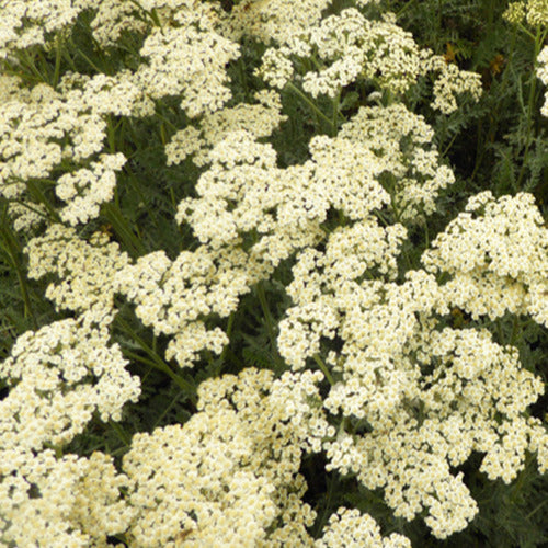 Schafgarbe ‘Alabaster’ - Bakker