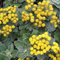 Pazifische Chrysantheme Bengo Gold - Bakker