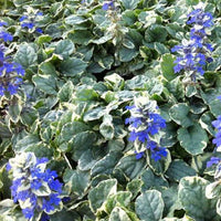 Kriechender Bugle Variegata - Bakker