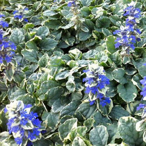 Kriechender Bugle Variegata - Bakker