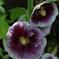 Stockrose Creme de Cassis - Bakker