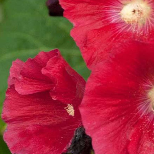 Stockrose Mars Magic - Bakker