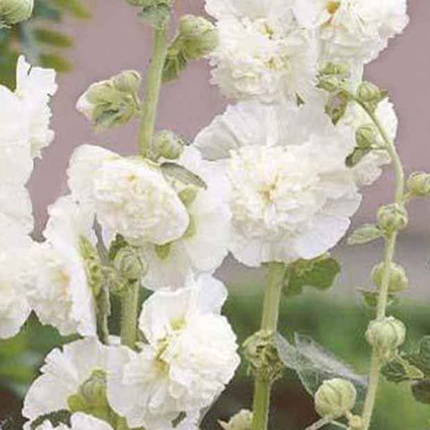 Stockrose gefüllt weiß - Alcea rosea chater's double blanc - Bakker