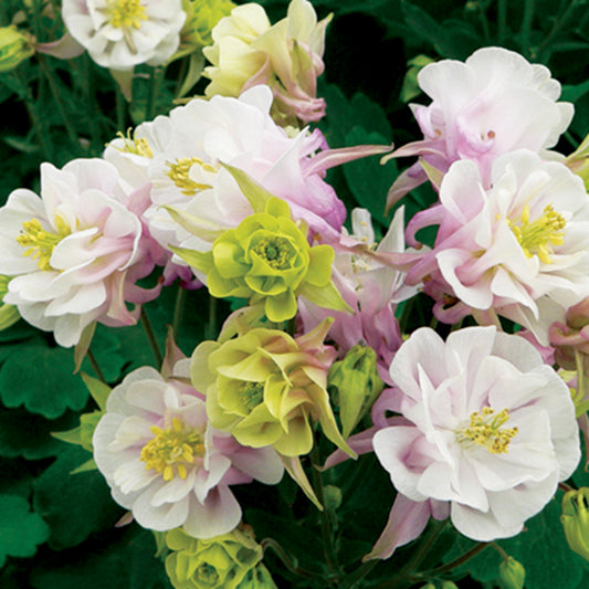 Gefüllte Akelei ‘Winky Double Rose-White’ - Bakker