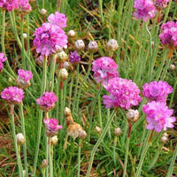 Spanischer Rasen Splendens Perfecta (x3) - Bakker