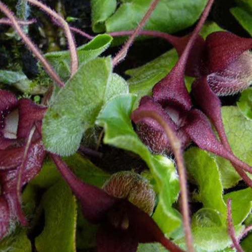 Haselwurz - Asarum europaeum - Bakker