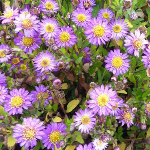 Herbst-Aster ‘Ezo Murazaki’ - Bakker
