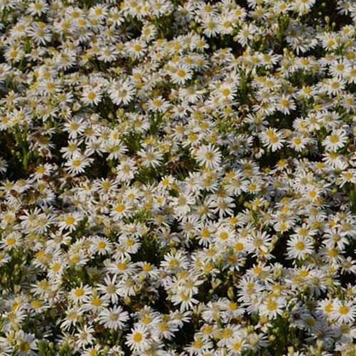 Herbst-Aster ‘Starshine’ - Bakker