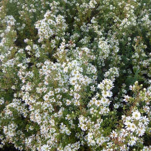 Erikoid-Aster Schneetanne (x3) - Bakker