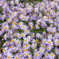 Herbstmargerite Eleven Purple - Bakker