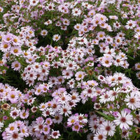 Herbstmargerite Kylie - Bakker