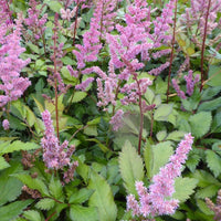 Astilbe Hybrid Maggie Daley - Bakker