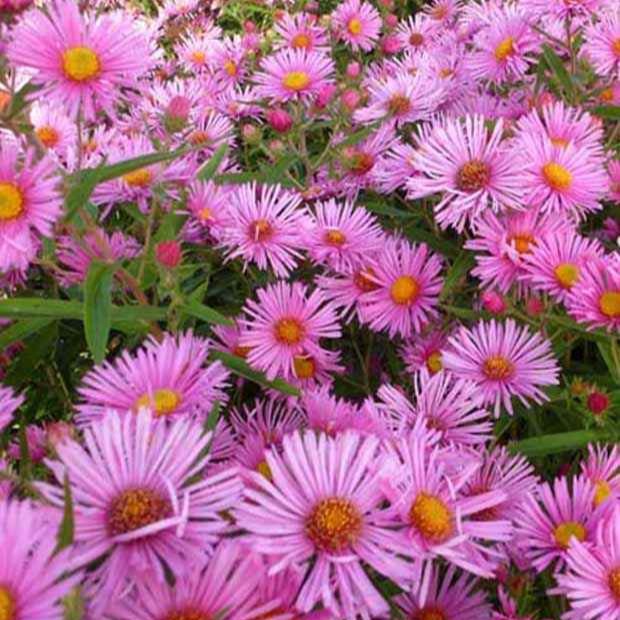 Raublatt-Aster  Rudelsburg - Bakker