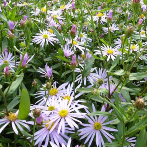 Pyrenäen-Aster ‘Lutetia’ - Bakker